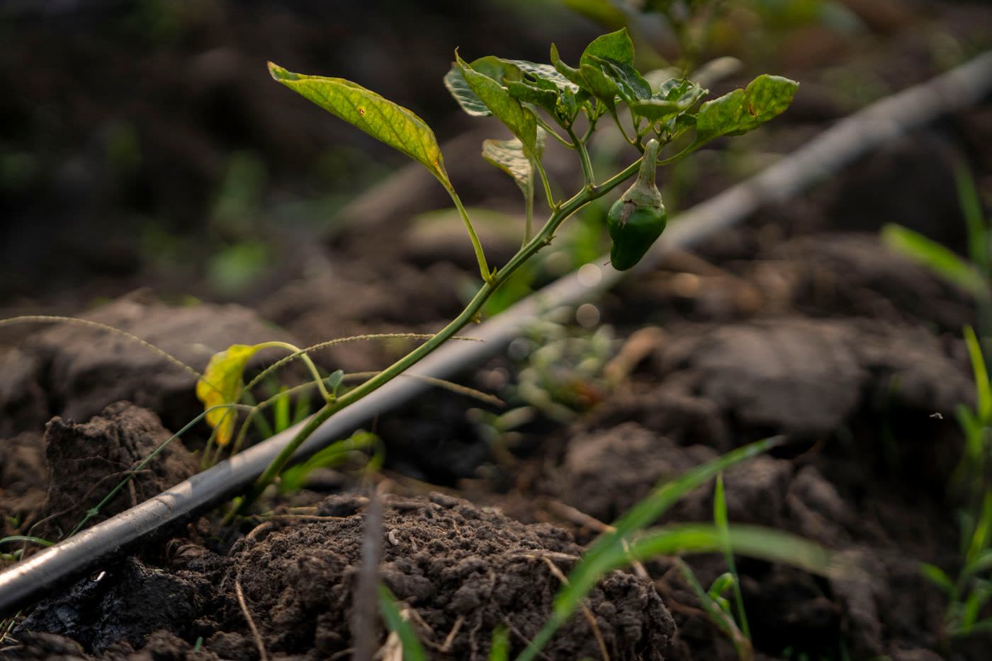 Arrosage au pied des plantations — photo d’illustration